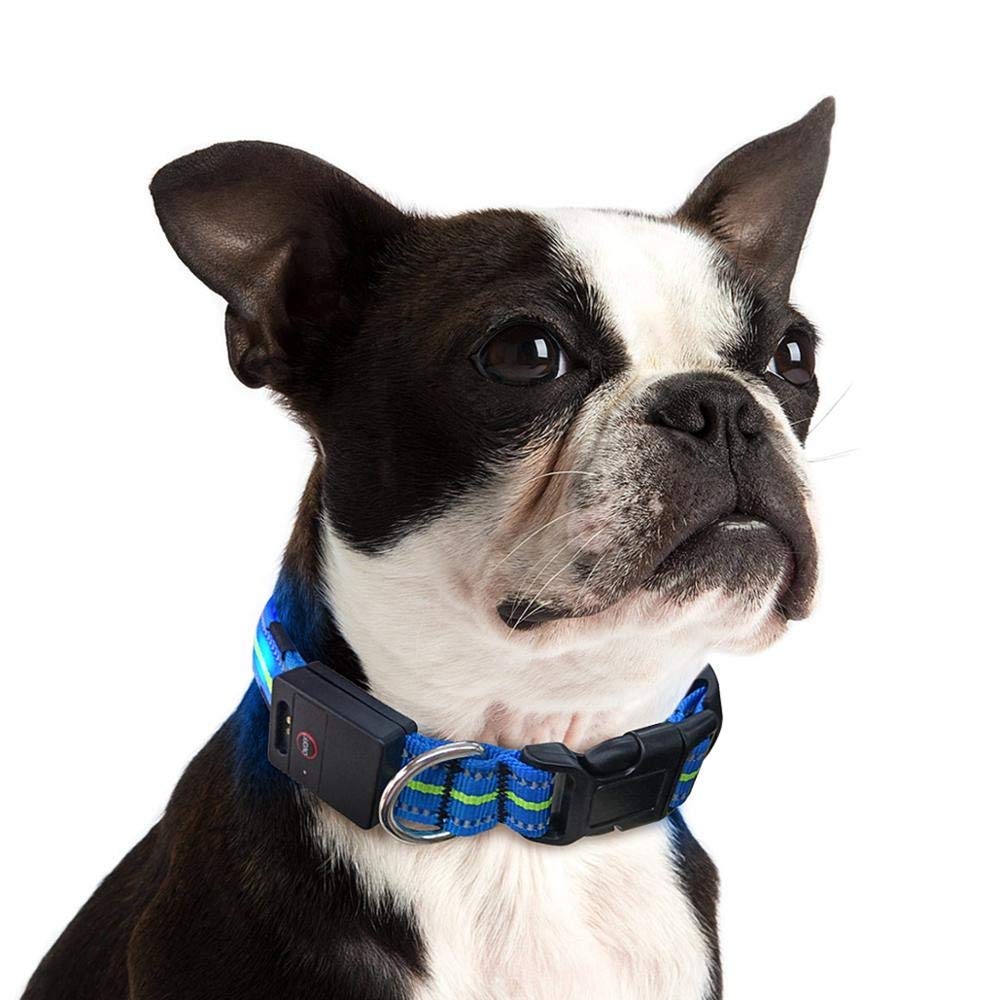 Emmarie & Friends LED Dog Collar & Solar Leash Set