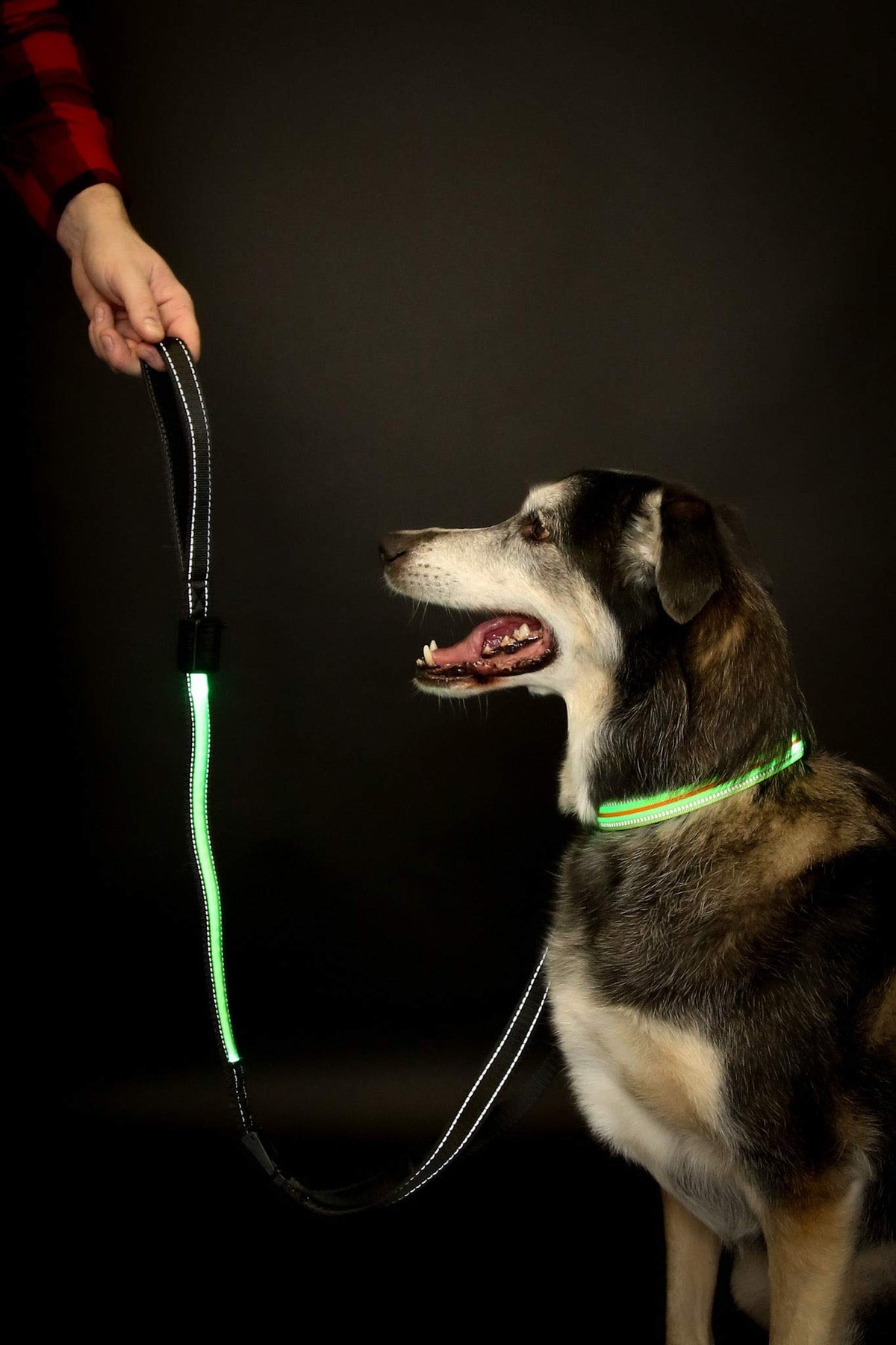 Emmarie & Friends LED Dog Collar & Solar Leash Set