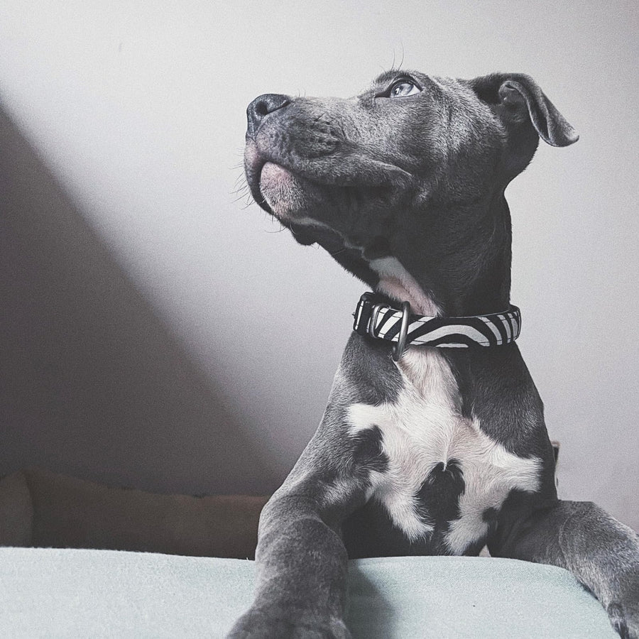Nuvotail pet lifestyle