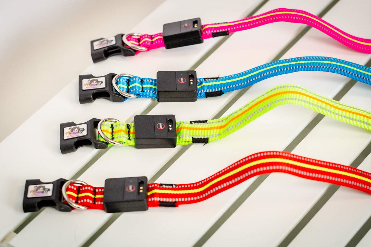 Emmarie & Friends LED Dog Collar & Solar Leash Set
