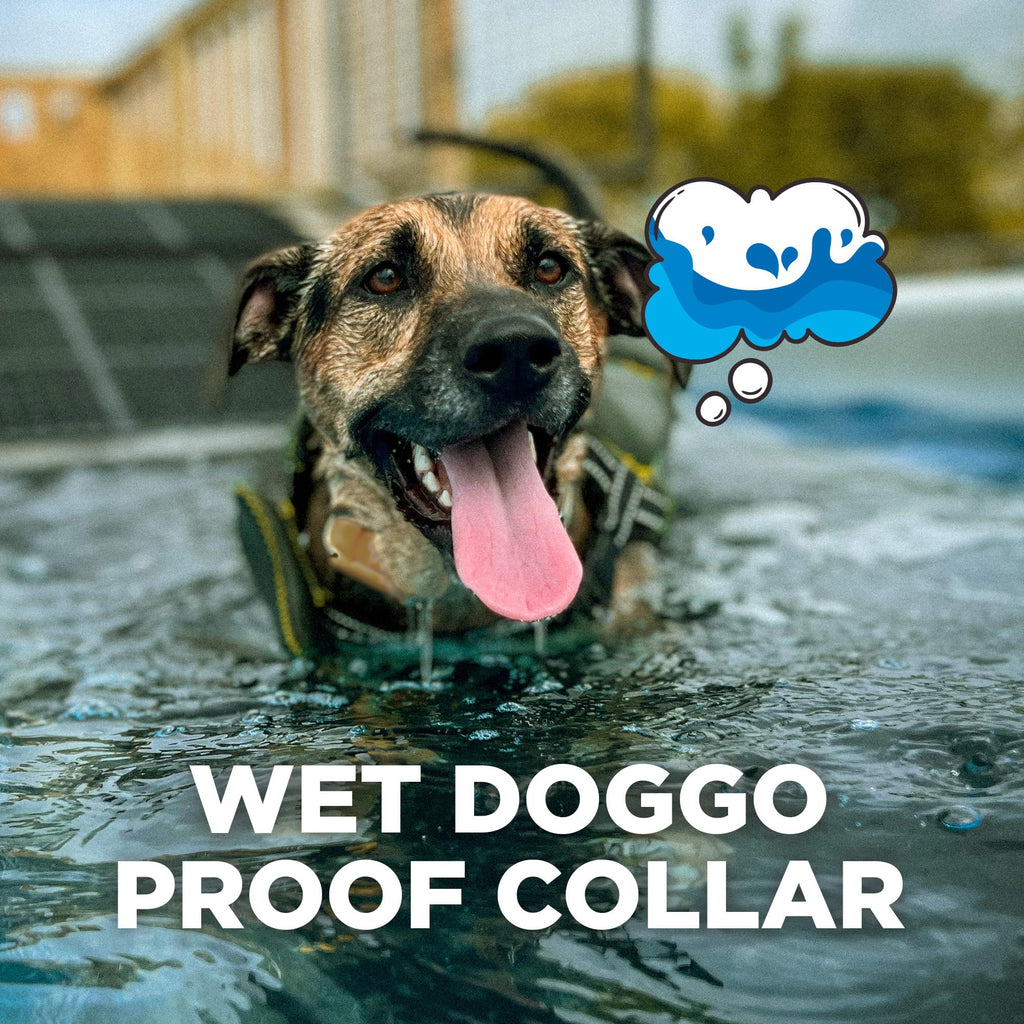 Dogtra CUE Easy Safe e-Collar with Vibration Customizable Waterproof Rechargeable ecollar Remote Training Collar